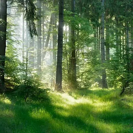Hébergement de vacances En Bordure De Forêt . Onesse-et-Laharie